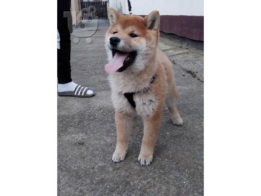 Shiba inu